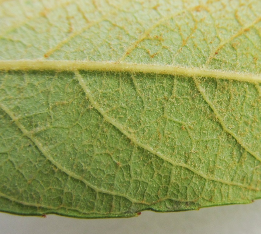 Salix atrocinerea / Salice di Gallura